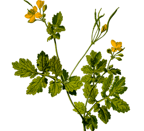 Herb to relieve testicular pain in men.